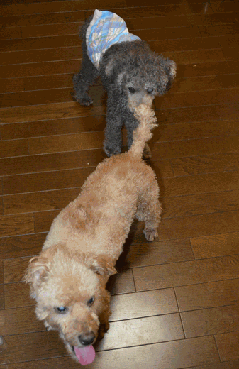 c0136736_11502715.gif