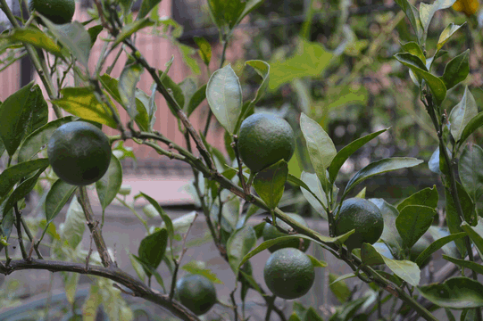 c0136736_11511917.gif
