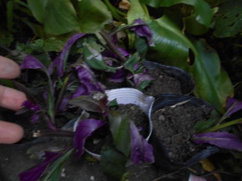 e0181260_20163121.jpg