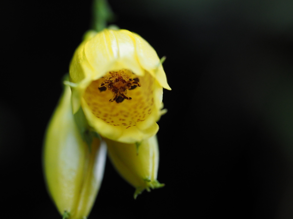 b0346568_15500547.jpg