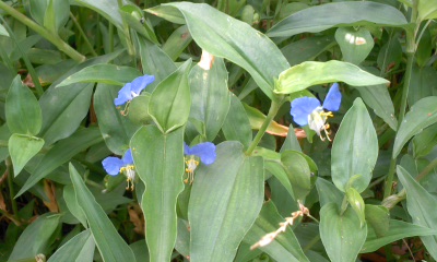 c0069380_11342816.jpg