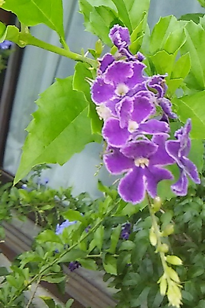 d0081485_2031416.jpg