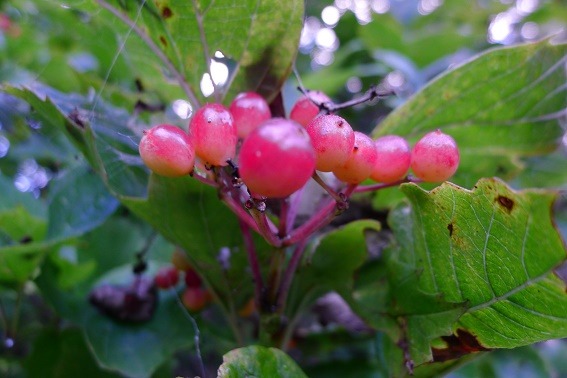 a0130586_7371255.jpg