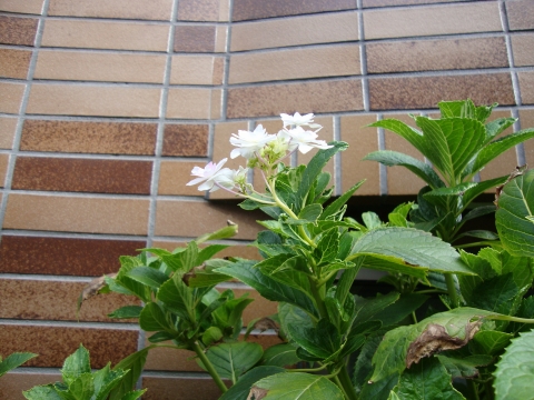 c0322794_1074529.jpg