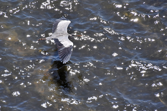 c0049299_22115757.jpg