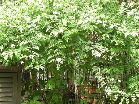 c0152002_18372821.jpg