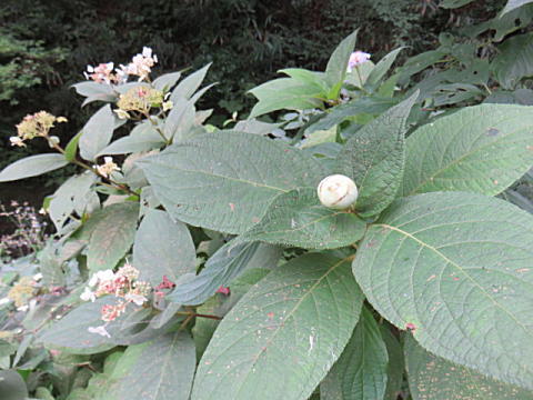 d0046702_4363658.jpg