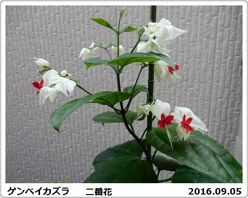 e0033229_18563428.jpg