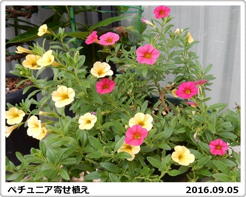 e0033229_193279.jpg