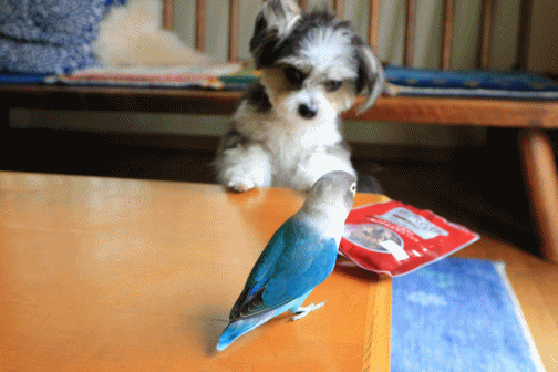 c0145250_16220535.gif