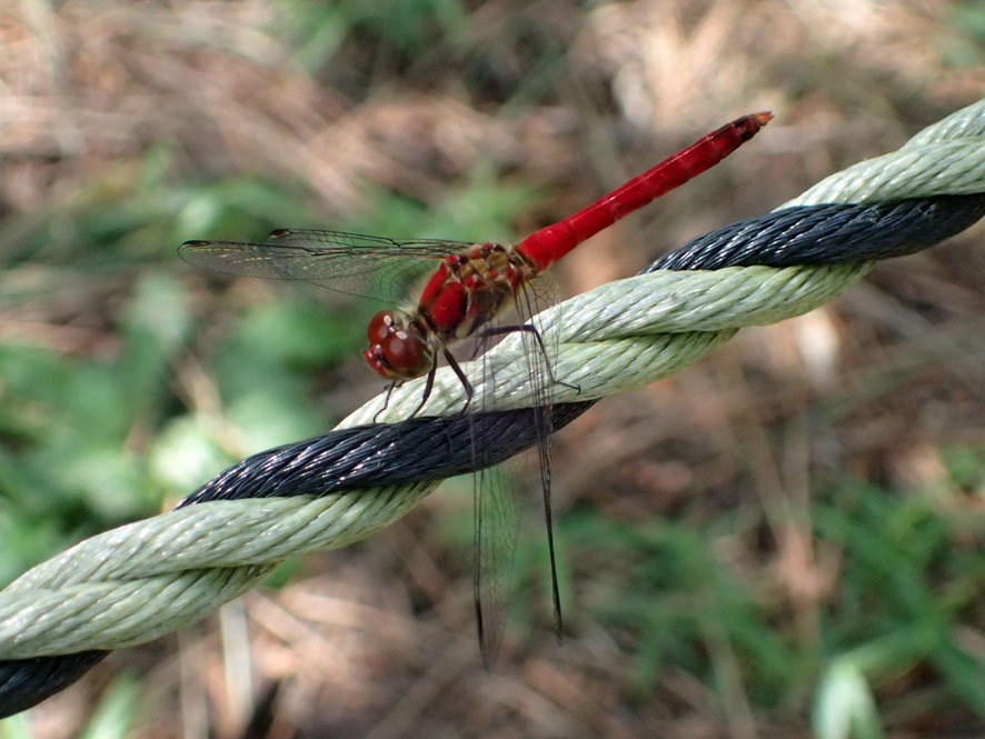 f0131669_12503727.jpg