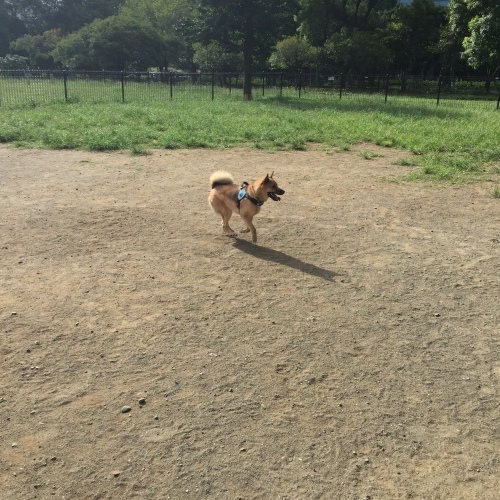 c0364176_13311461.jpeg