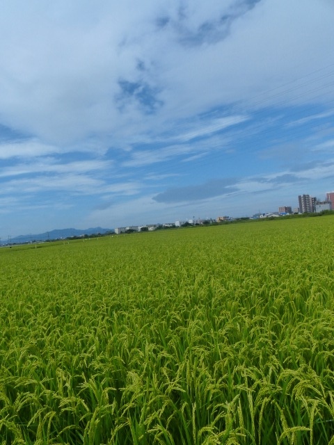 f0357487_1722357.jpg