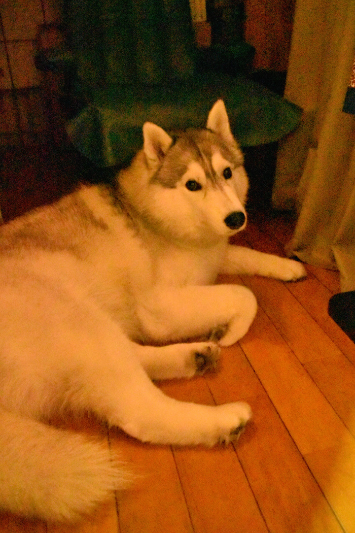 c0049299_22260246.jpg