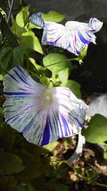 d0343540_18234944.jpg