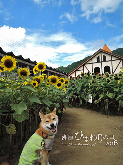 晴れ犬とひまわり畑 - yamatoのひとりごと