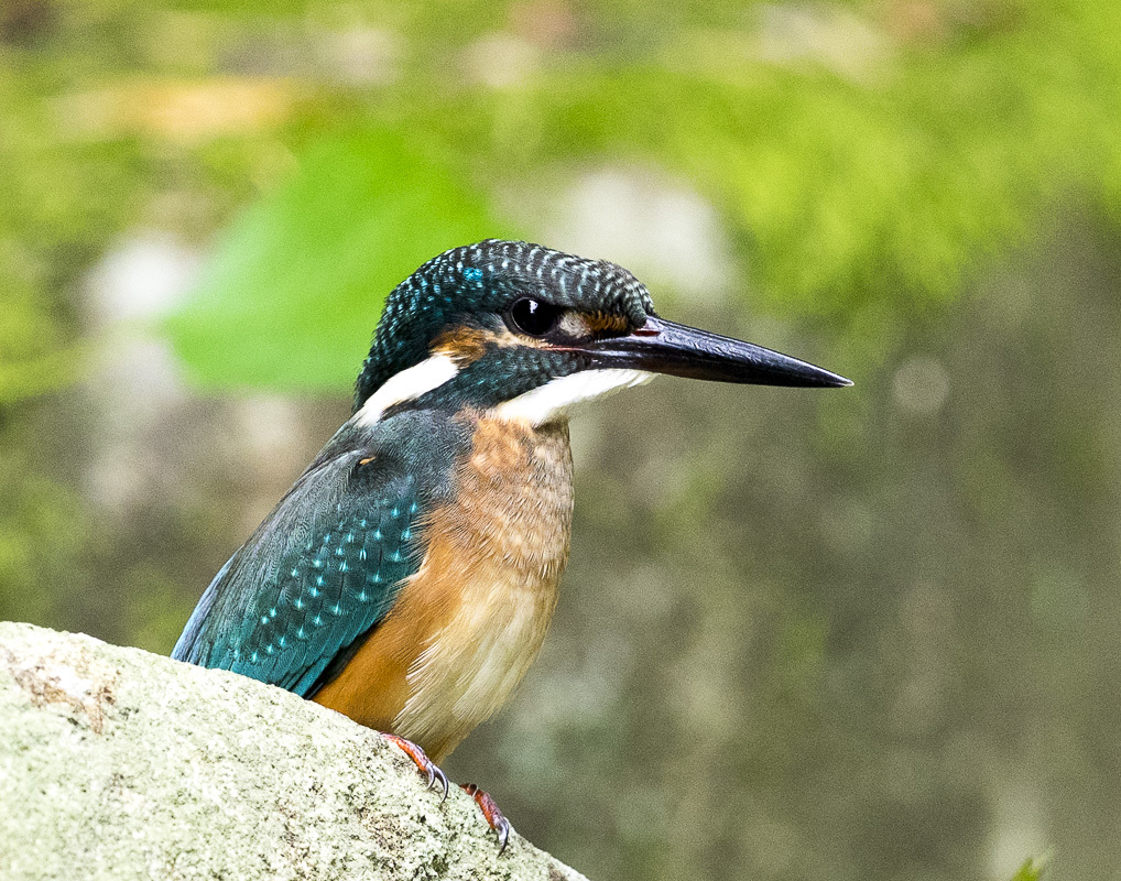 c0346859_16485507.jpg