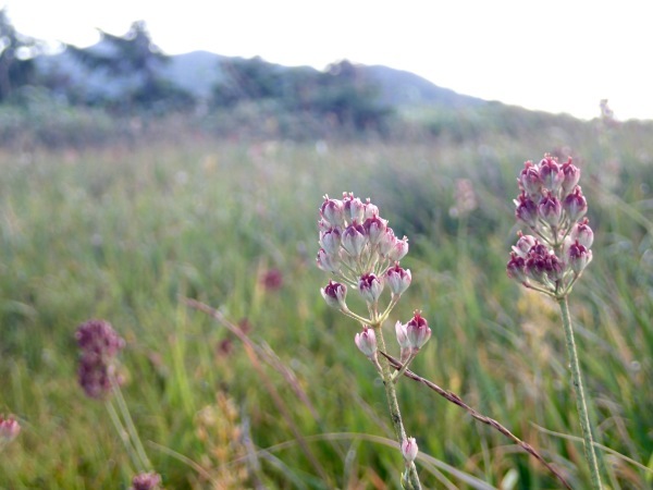 c0321967_19123137.jpeg