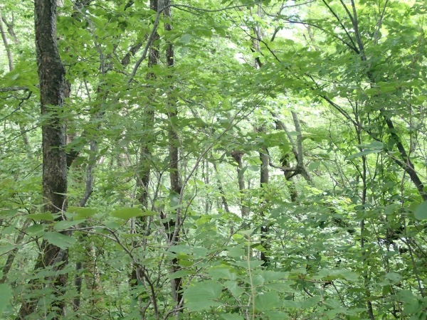 c0321967_20344114.jpeg