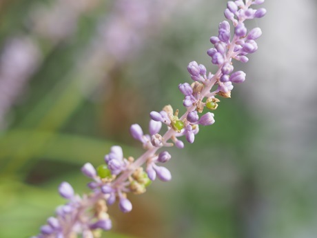 e0264374_11374401.jpg
