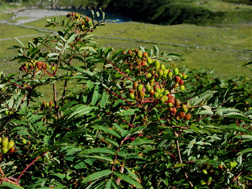 a0164011_11333040.jpg