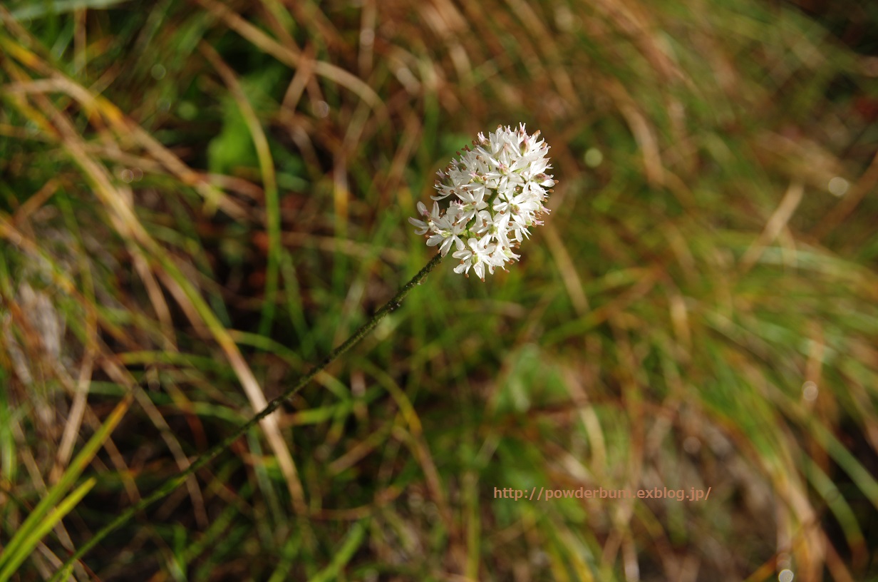 b0062024_22335872.jpg