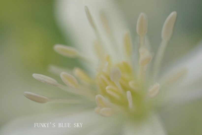 仙人草*　（マクロな） - FUNKY'S BLUE SKY