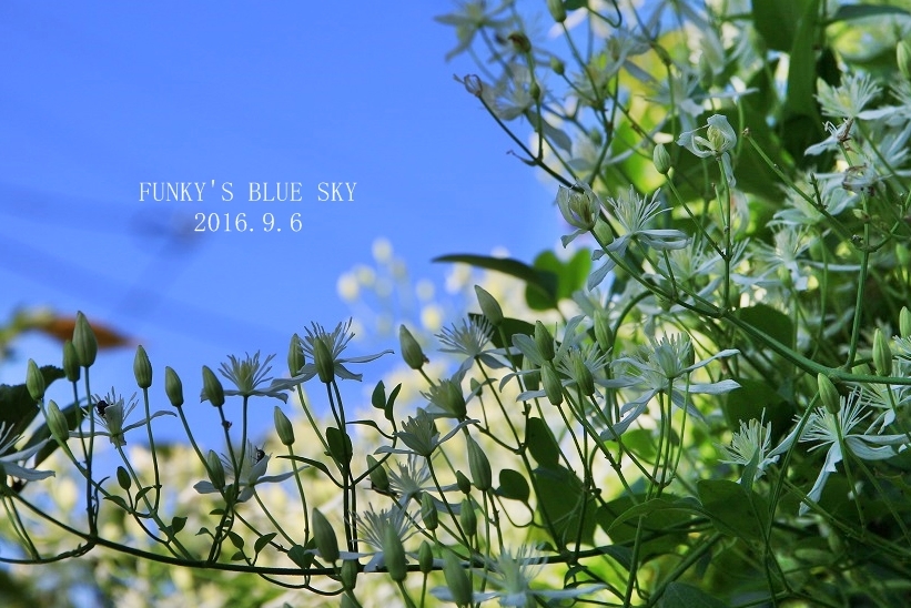 仙人草*のころ - FUNKY'S BLUE SKY