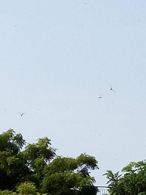 c0338191_00412665.jpg
