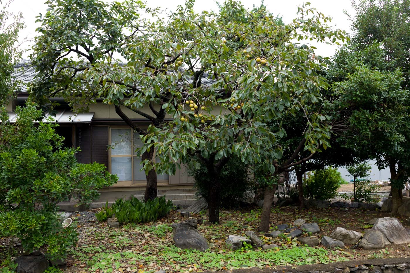 f0083903_09572561.jpg