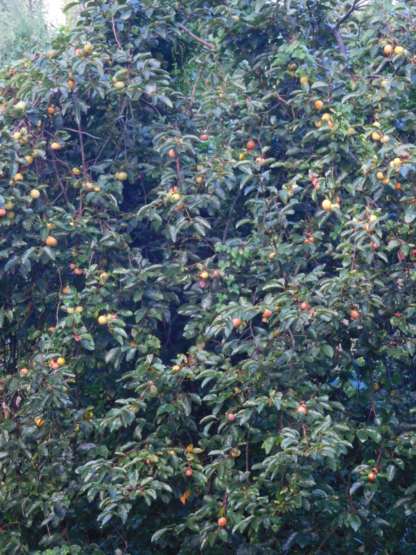 a0125419_06532271.jpg