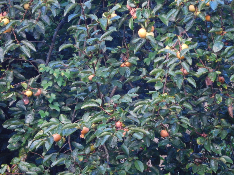 a0125419_06541501.jpg