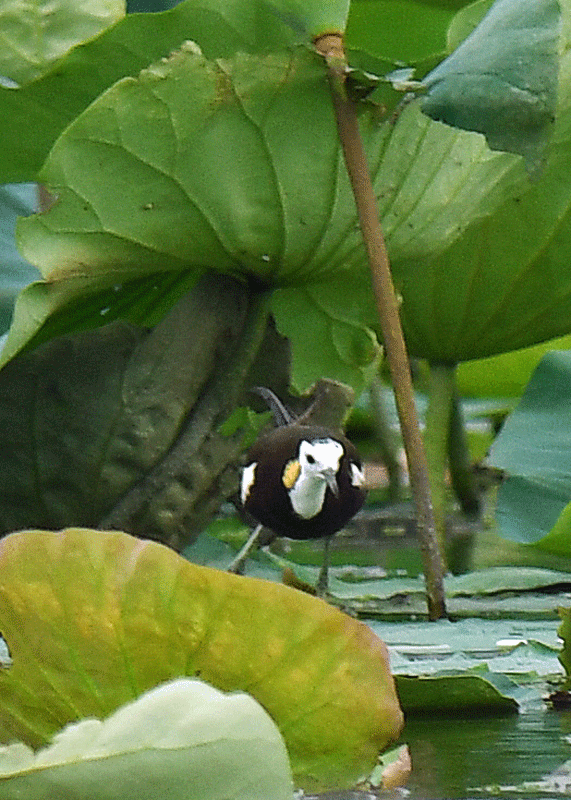 d0290240_06165083.gif