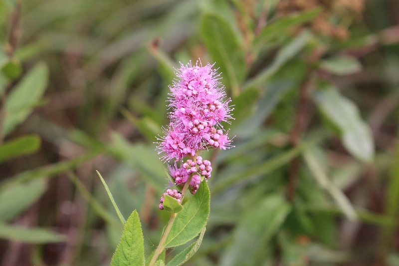 b0250154_20132785.jpg