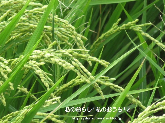 e0354456_15291891.jpg