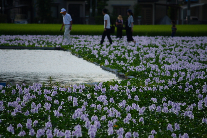 f0083400_21562538.jpg