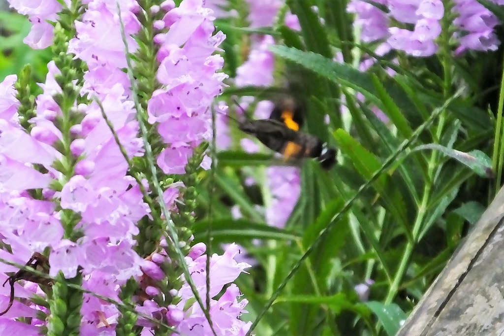 b0236251_1038155.jpg