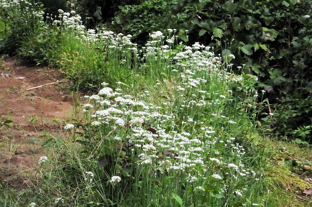 b0236251_10392990.jpg