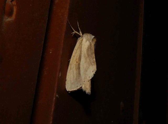 d0019074_54067.jpg