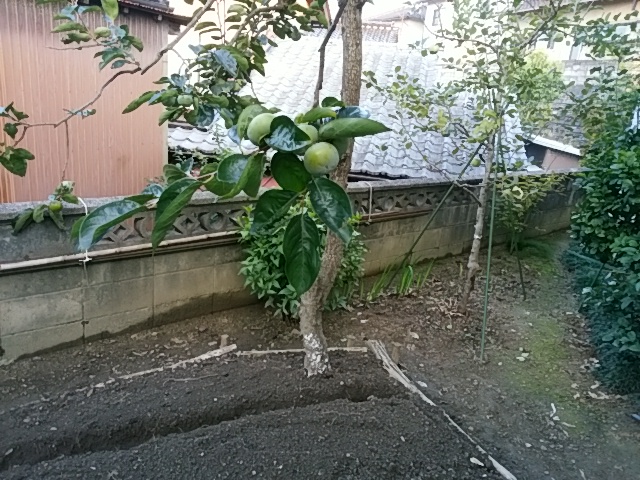 f0153475_17504977.jpg