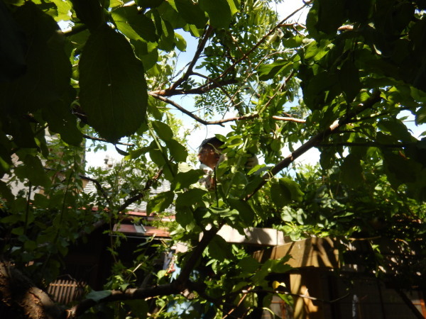 c0367107_17541585.jpg
