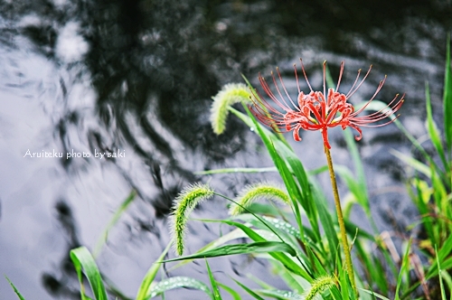 e0065908_10012201.jpg