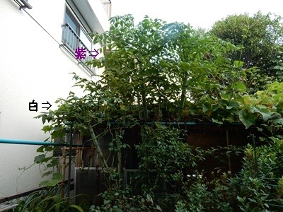 e0033229_184751100.jpg