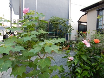 e0033229_19164798.jpg