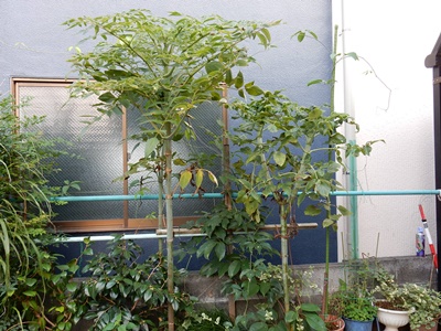 e0033229_19213376.jpg