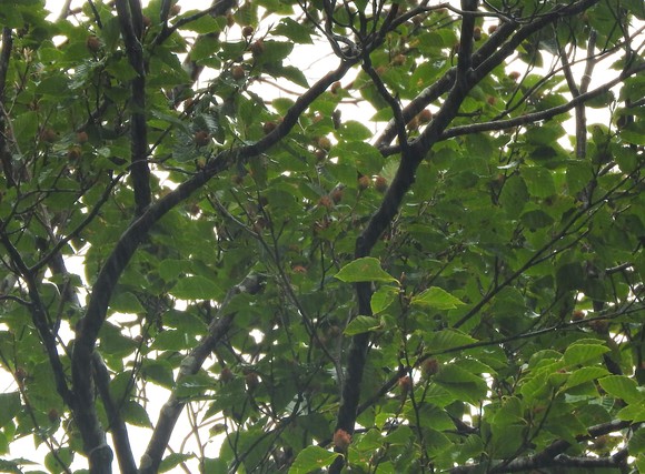 f0118332_2334719.jpg