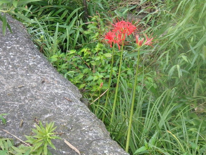 a0054240_325502.jpg