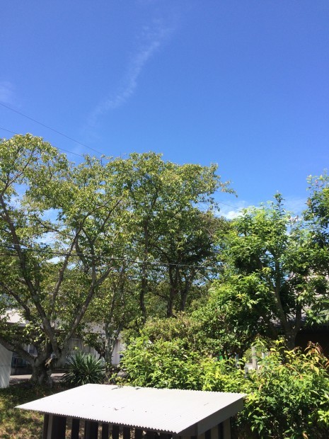 a0271948_16450283.jpg