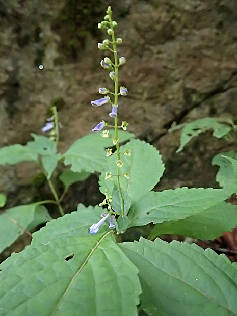 f0214649_54082.jpg
