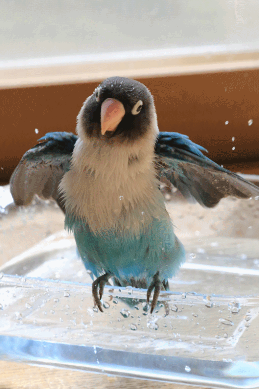 c0145250_14570762.gif